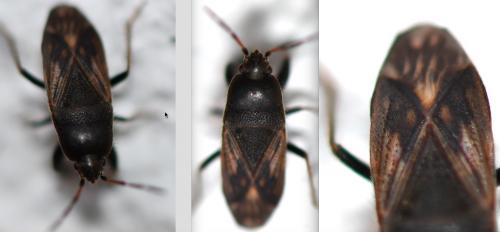 Megalonotus emarginatus